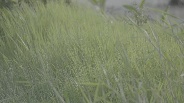 Dense Lush Green Grass Growing Thickly S log 3 10bit 422