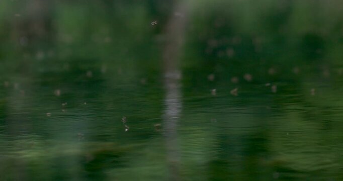 A group of small flying insects forming a visible swarm above the surface of the Una River in Bosnia. Quiet natural scene capturing mosquito activity in a green riverside habitat.