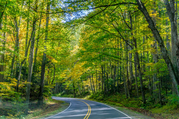 Fototapeta premium A road with trees on both sides and a yellow line