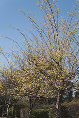 Obraz premium サンシュユ（Cornus officinalis）／伸びた枝に咲く黄色い花／日本埼玉県・3月