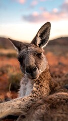 Relaxed kangaroo portrait in a red dirt landscape against a colorful twilight sky