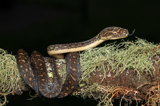 Hatchling Australian Diamond Python on lichen covered log