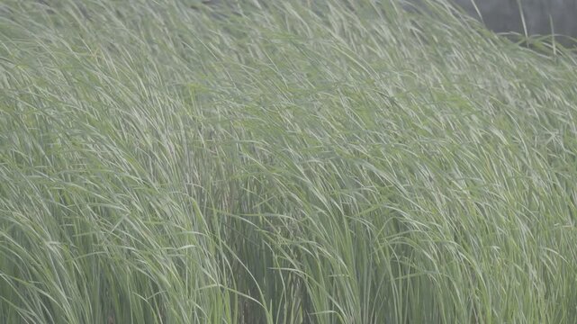 Dense Lush Green Grass Growing Thickly S log 3 10bit 422