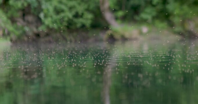 Swarm of mosquitoes hovering above green river water on the Una River in Bosnia. Natural freshwater scene showing insect activity in a forest ecosystem.