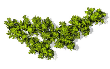 Vista cenital de vegetaci&oacute;n arb&oacute;rea densa con follaje verde vibrante y sombras proyectadas para proyectos de arquitectura y urbanismo profesional.