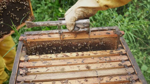 A beekeeper in protective clothing inspects wooden frames full of active bees. The close-up shot shows the detailed texture of the apiary and vibrant natural setting.