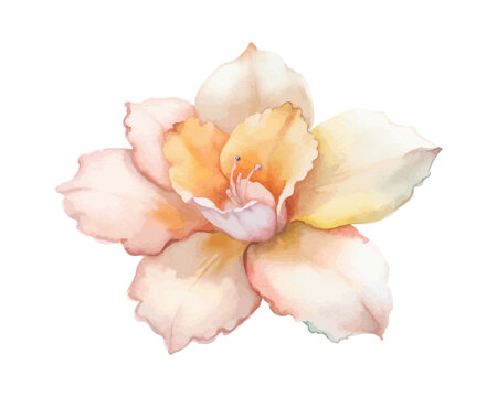 Watercolor Ginger Flower Painting, Exotic Tropical Clipart, isolated on white background