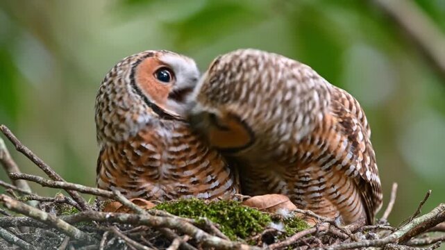 Two Owls Snuggling in Nest Together.