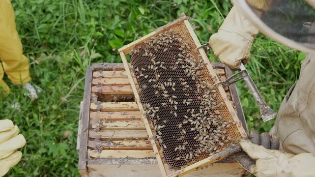 A beekeeper carefully inspects a buzzing honeycomb frame, surrounded by lush greenery. The vibrant scene highlights protective clothing and diligent activity in this lively apiary.