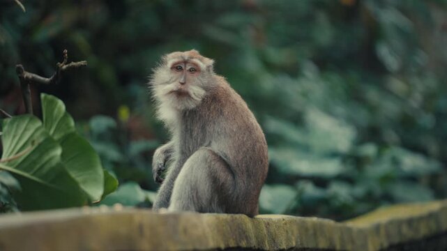 a primate in the Sacred Monkey Forest Sanctuary, highlighting the intricate textures of its fur and the vibrant greenery of its natural habitat