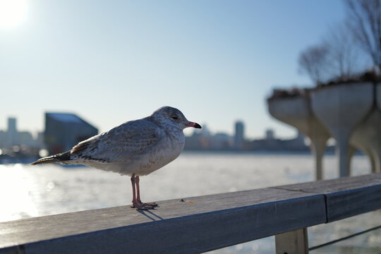 seagull on the pier