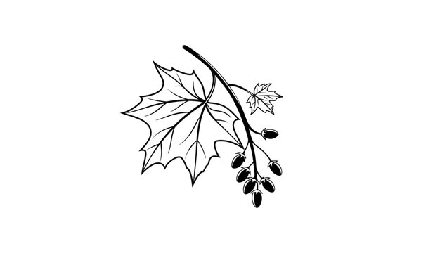 Hand-Drawn Maple Leaf Branch with Seeds &ndash; Minimalist Black and White Botanical Vector Illustration