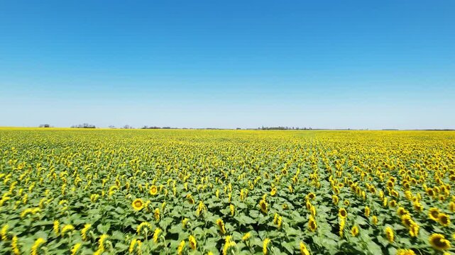 Sunflower Field Boundless Farmland Drone 4K
