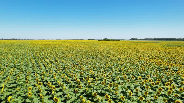 Sunflower Field Boundless Farmland Drone 4K