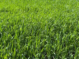 Fototapeta premium Field green grass cereal barley wheat.