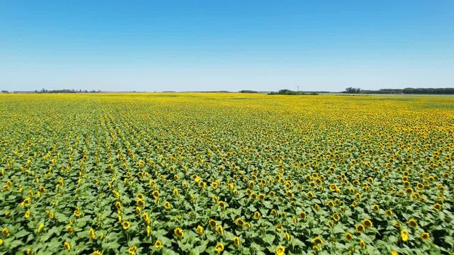 Sunflower Field Boundless Farmland Drone 4K