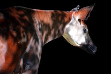 Okapi ( Okapia johnstoni), also known as the forest giraffe or zebra giraffe, is an artiodactyl mammal native to the northeast of the Democratic Republic of the Congo in Central Africa.  © Daniel Meunier
