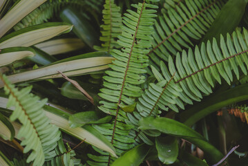 Abstract, nature Green leaf background and beautiful wallpaper.