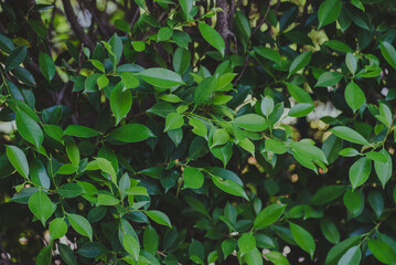 Abstract, nature Green leaf background and beautiful wallpaper.