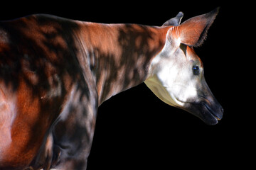 Okapi ( Okapia johnstoni), also known as the forest giraffe or zebra giraffe, is an artiodactyl mammal native to the northeast of the Democratic Republic of the Congo in Central Africa.  © Daniel Meunier