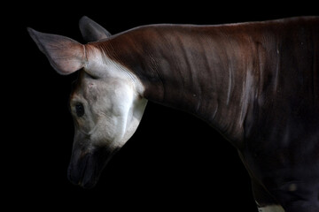 Okapi ( Okapia johnstoni), also known as the forest giraffe or zebra giraffe, is an artiodactyl mammal native to the northeast of the Democratic Republic of the Congo in Central Africa.  © Daniel Meunier