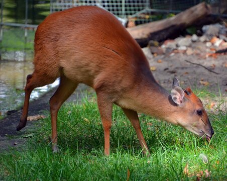 The dik-diks are four species of small antelope in the genus Madoqua, all of which live in the bushlands of eastern and southern Africa.