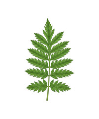 Lush green fern leaf, an intricate botanical specimen showcasing delicate fronds and natural symmetry