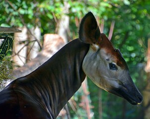 Okapi ( Okapia johnstoni), also known as the forest giraffe or zebra giraffe, is an artiodactyl mammal native to the northeast of the Democratic Republic of the Congo in Central Africa.  © Daniel Meunier