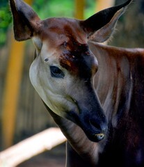 Okapi ( Okapia johnstoni), also known as the forest giraffe or zebra giraffe, is an artiodactyl mammal native to the northeast of the Democratic Republic of the Congo in Central Africa.  © Daniel Meunier