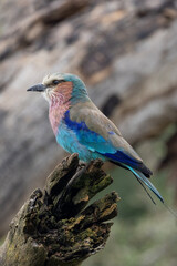 Obraz premium Lilac Breasted Roller in Lake Nakuru National Park in East Africa KEN
