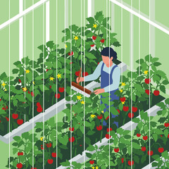 Woman harvesting strawberries in a vertical farm with lush green plants. © Omah