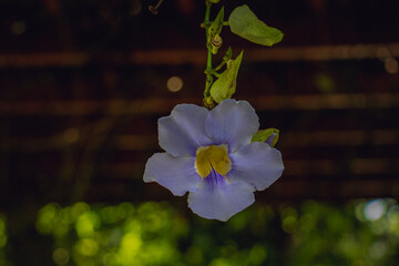 Closeup of Purple Thunbergia Vine Flower in Tropical Garden