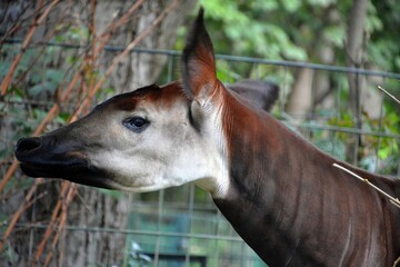 Okapi ( Okapia johnstoni), also known as the forest giraffe or zebra giraffe, is an artiodactyl mammal native to the northeast of the Democratic Republic of the Congo in Central Africa.  © Daniel Meunier