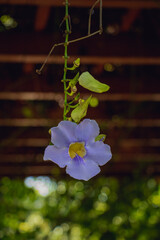Purple thunbergia flower hanging on vine with soft green bokeh