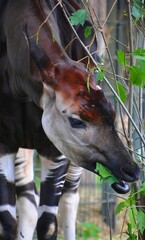 Okapi ( Okapia johnstoni), also known as the forest giraffe or zebra giraffe, is an artiodactyl mammal native to the northeast of the Democratic Republic of the Congo in Central Africa.  © Daniel Meunier