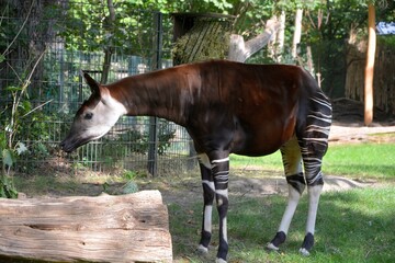 Okapi ( Okapia johnstoni), also known as the forest giraffe or zebra giraffe, is an artiodactyl mammal native to the northeast of the Democratic Republic of the Congo in Central Africa.  © Daniel Meunier