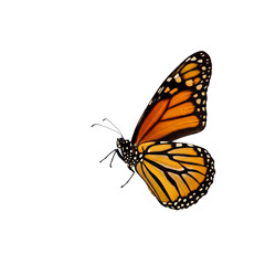 Obraz premium Monarch butterfly isolated On Transparent Background