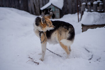 dog in snow