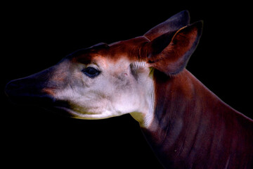 Okapi ( Okapia johnstoni), also known as the forest giraffe or zebra giraffe, is an artiodactyl mammal native to the northeast of the Democratic Republic of the Congo in Central Africa.  © Daniel Meunier