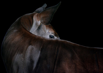 Okapi ( Okapia johnstoni), also known as the forest giraffe or zebra giraffe, is an artiodactyl mammal native to the northeast of the Democratic Republic of the Congo in Central Africa.  © Daniel Meunier