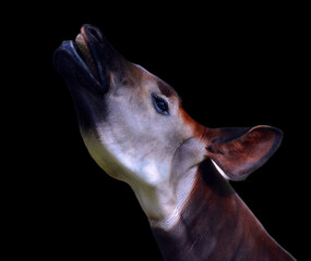 Okapi ( Okapia johnstoni), also known as the forest giraffe or zebra giraffe, is an artiodactyl mammal native to the northeast of the Democratic Republic of the Congo in Central Africa.  © Daniel Meunier