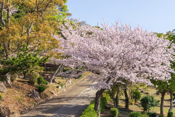 桜満開・神戸市須磨浦公園の春