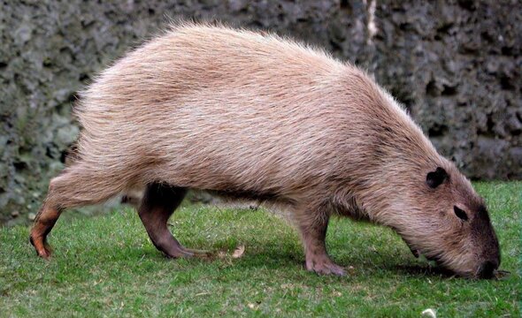 The capybara is the largest rodent in the world. Also called chiguire, it is a member of the genus Hydrochoerus, of which the only other extant member is the lesser capybara. 