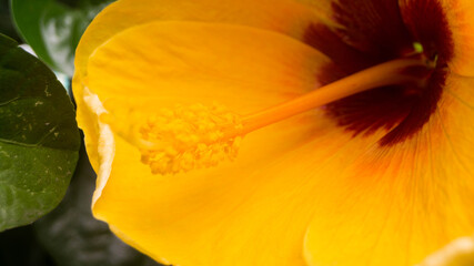 A photograph of a yellow hibiscus flower. Taken from Las Pinas, NCR, Philippines. © RoseAnn