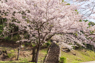 桜満開・神戸市須磨浦公園の春