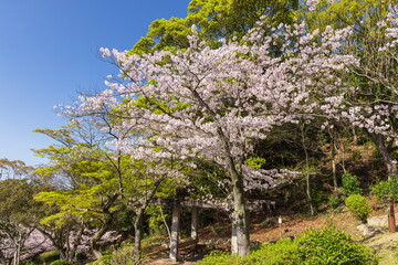 桜満開・神戸市須磨浦公園の春