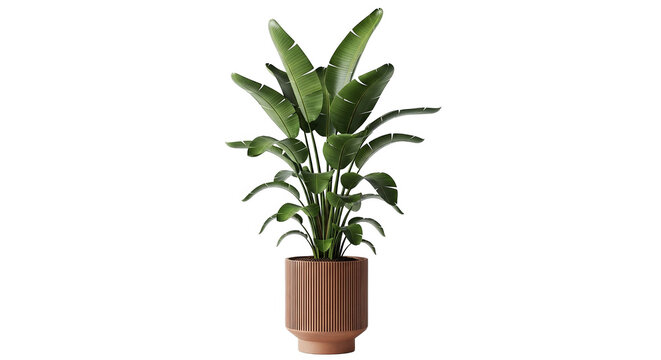 Bird Of Paradise Plant In Modern Terracotta Ribbed Pot