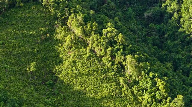 A vibrant landscape reveals the dense, textured foliage of a forest, illuminated by dappled sunlight.