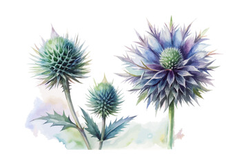 Obraz premium Watercolor Echinops Globe Thistle, Blue Botanical Vector Illustration Isolated on White