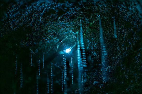 Close up of bioluminescent glow worms illuminating on rock wall with blue natural light. Captured in long exposure night photography, the bioluminescent larvae of a primitive fly Arachnocampa species